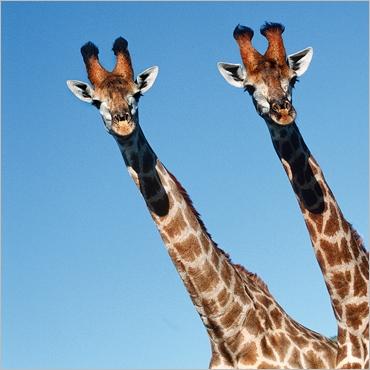 giraffes.jpg